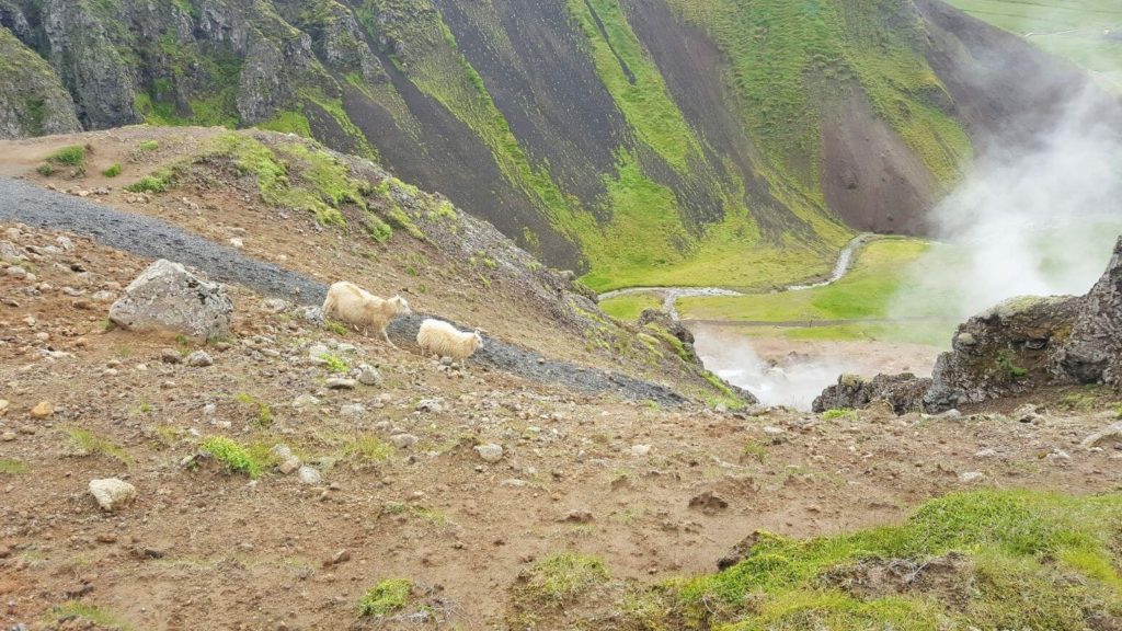 Reykjadalur Hot Springs Hike