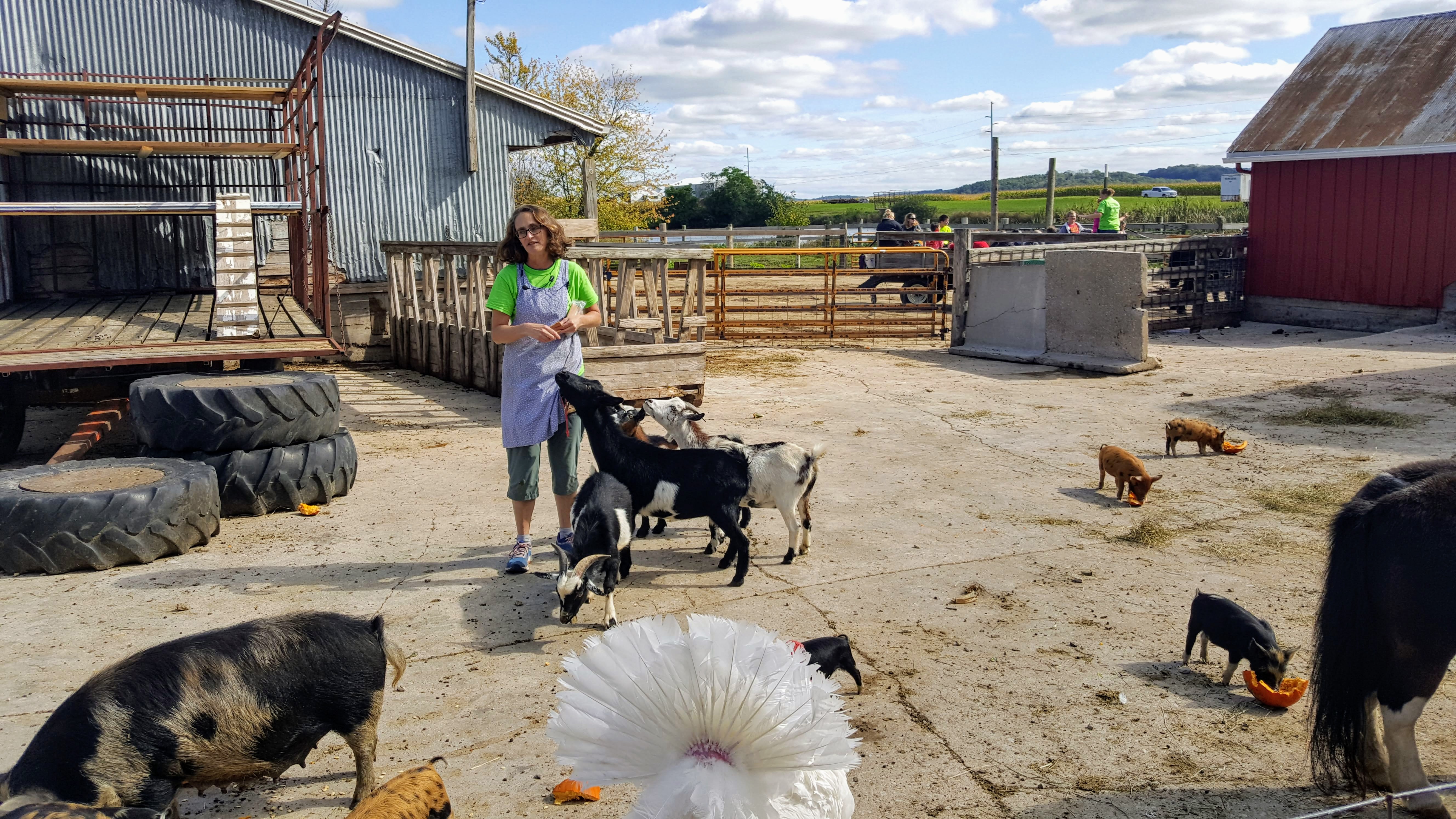 Treinen Farm Animals