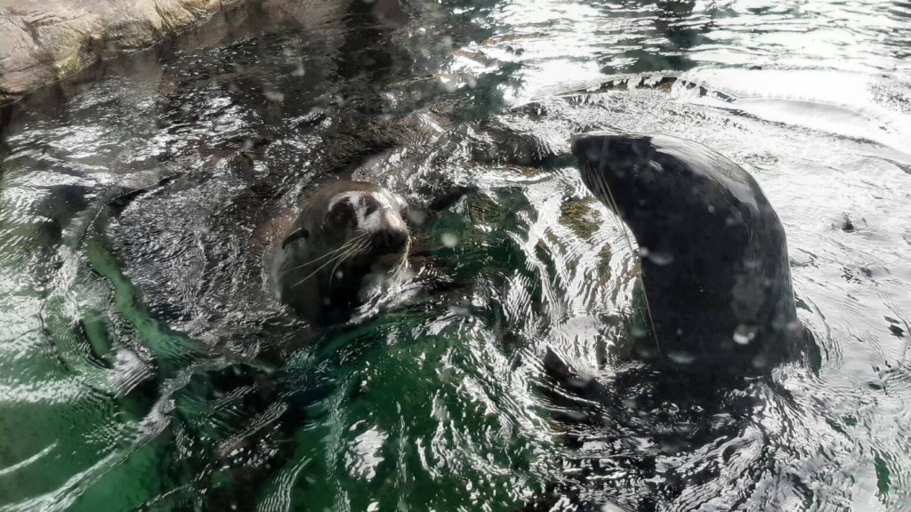 Seals at Seattle Aquarium: 4 days in Seattle 