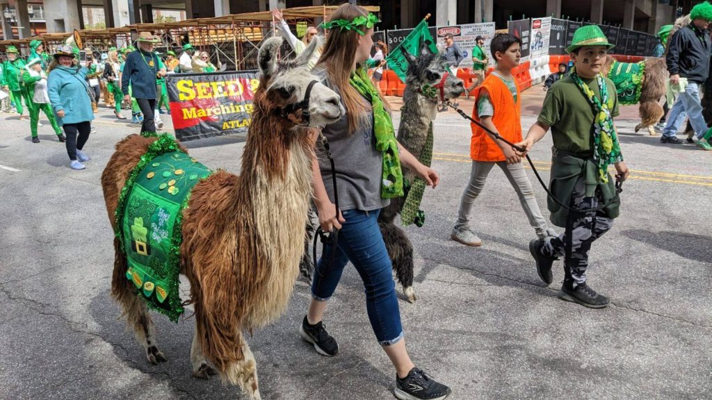 Llama at St Patrick's Day Parade in Atlanta