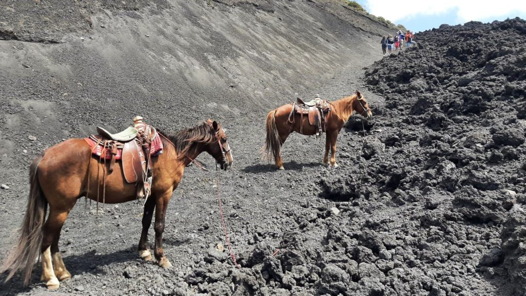 Horses in the lava fields of Pacaya volcano.