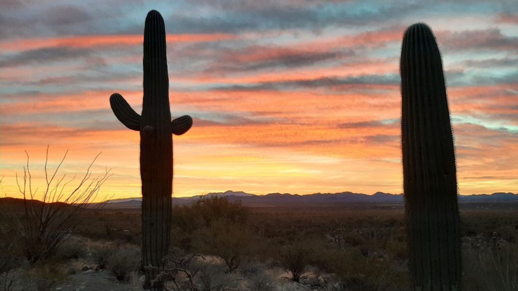 Cacti and a beautiful sunset in Arizona