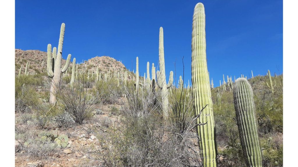 Cacti in Tucson: More Phoenix to Grand Canyon Road Trip Ideas