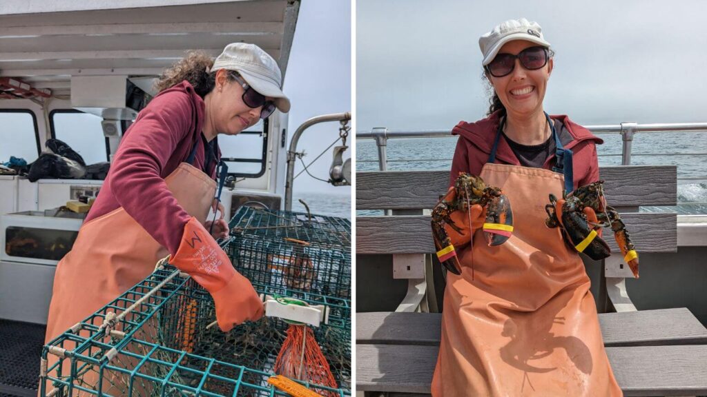 Putting out lobster traps and holding lobsters on a Lucky Catch Cruise
