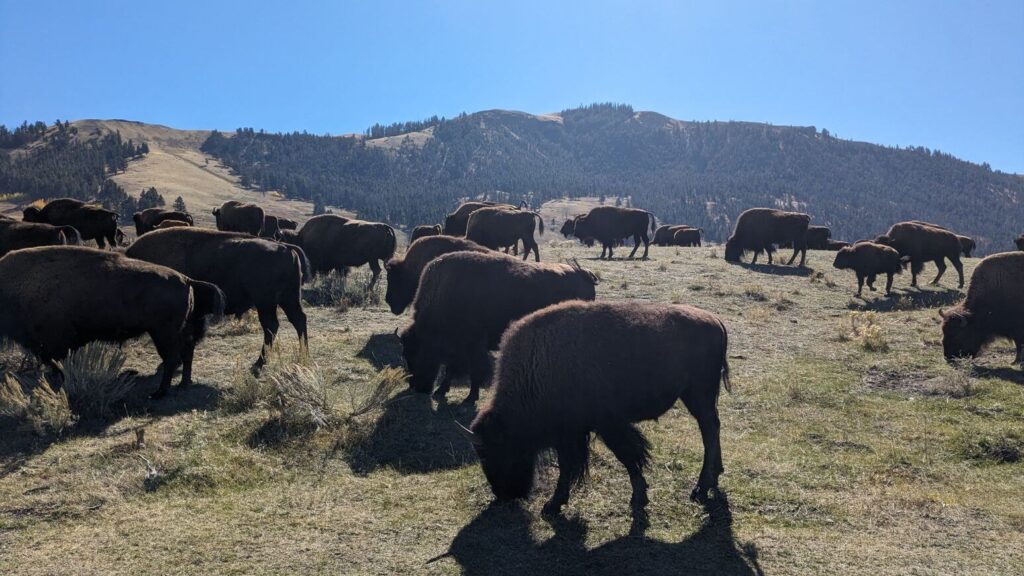 Bison in Lamar Valley